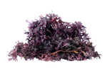 Chondrus Crispus- Irish Seamoss (Purple)