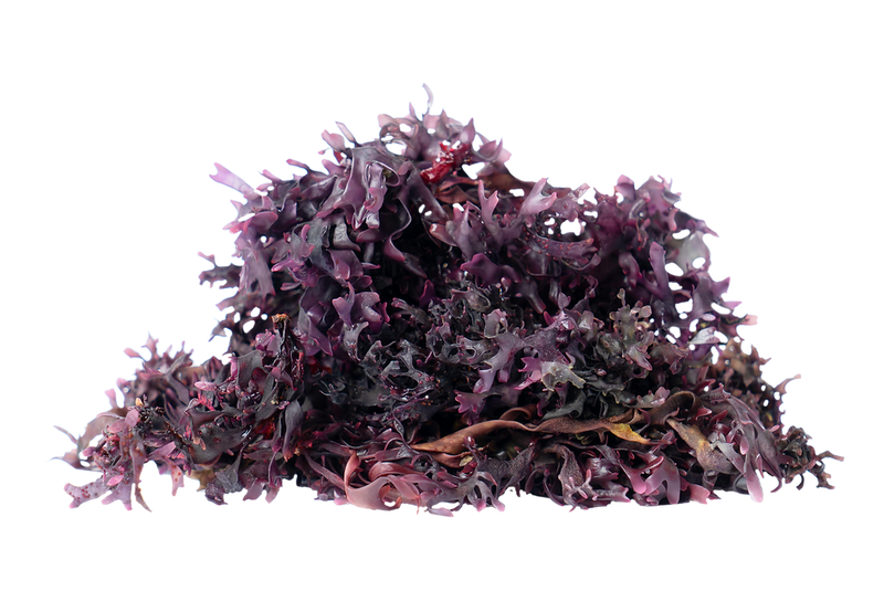 Chondrus Crispus- Irish Seamoss (Purple)