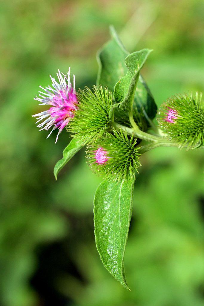 Burdock Root Herbal Supplement | Ital Cayman