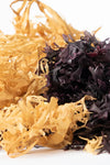 Chondrus Crispus- Irish Seamoss (Gold)