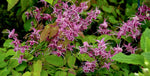 Horny Goat Weed