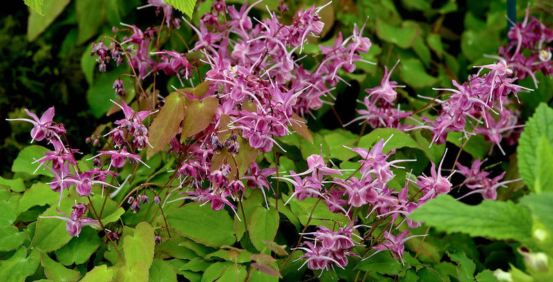Horny Goat Weed